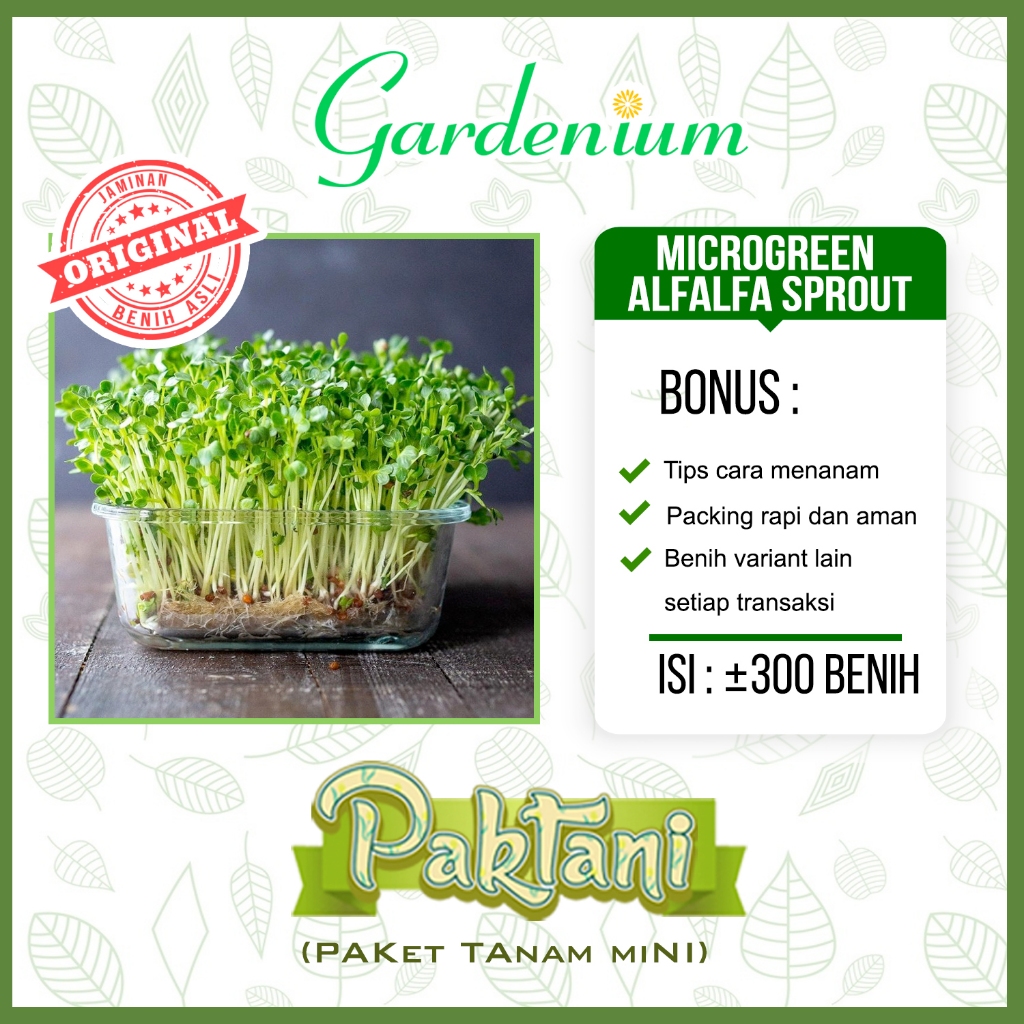 300 Benih Microgreen Alfafa Sprout Benih Unggul Paktani