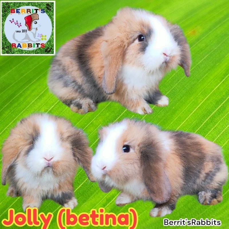 Jual Kelinci Hias Fuzzy Lop Purebreed Lucu dan Imut BERRIT'S RABBITS ...