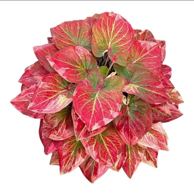 Jual Tanaman Hias Caladium Pancawati-Tanaman Hias Keladi Merah Bibit ...