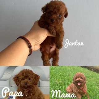 Harga toy outlet poodle