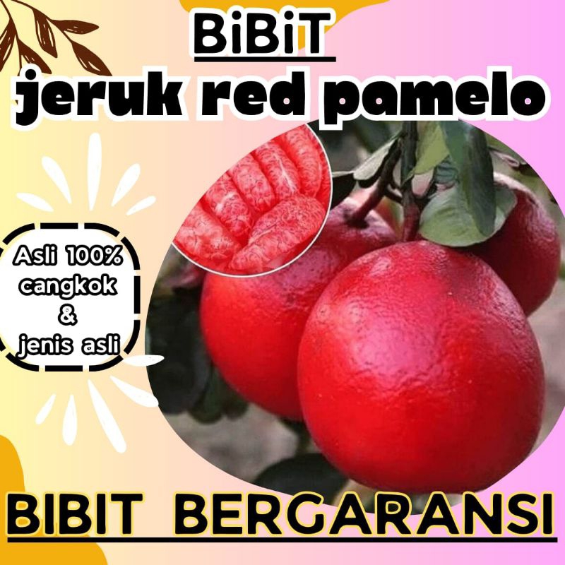 Jual BIBIT JERUK PAMELO CEPAT BERBUAH | Shopee Indonesia