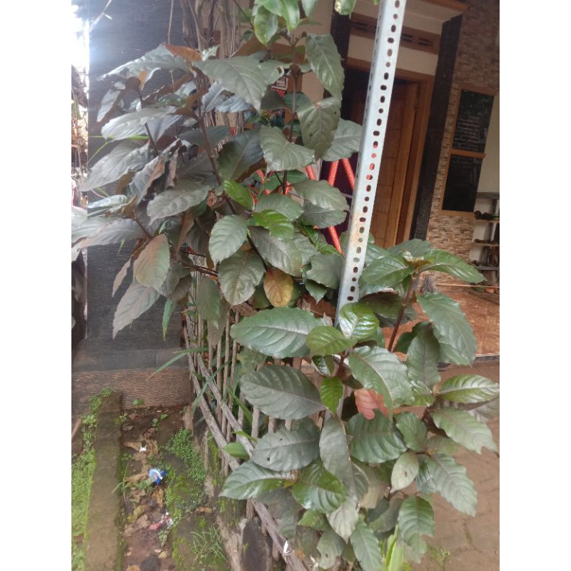 Jual Daun handeuleum, 20 lembar daun ungu | Shopee Indonesia