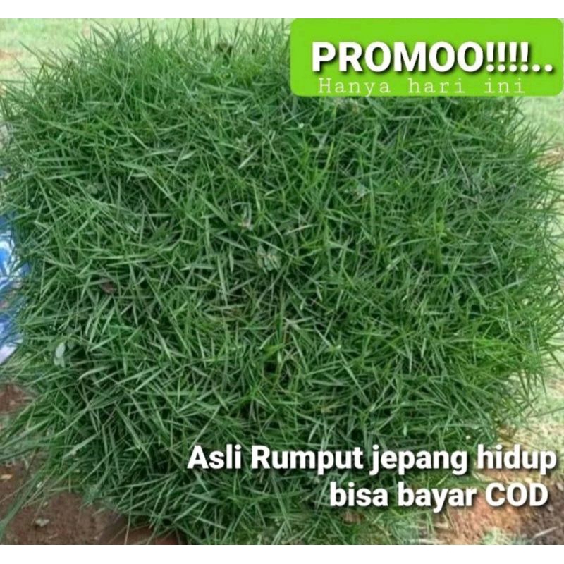 Jual rumput jepang perlempeng ukuran 10x10cm rumput hidup masih segar ...