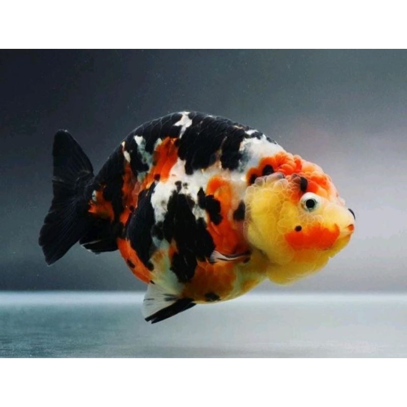 Jual Ikan Hias Mas Koki Rancu Calico Sapi Grade A High Quality | Shopee ...
