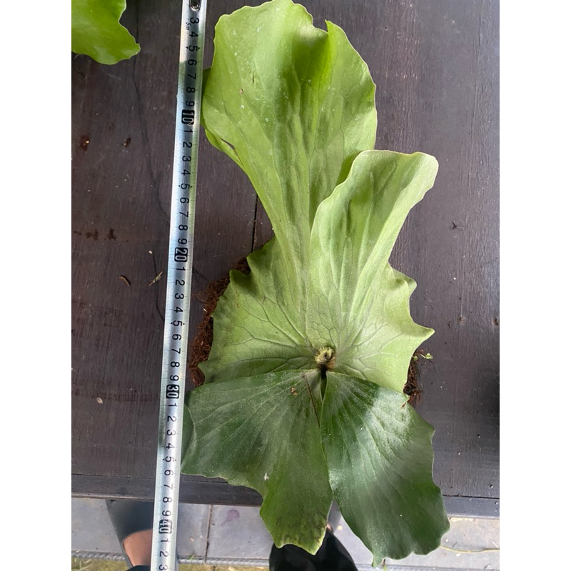 Jual tanaman hias indukan sudah pernah beranak platycerium indukan ...