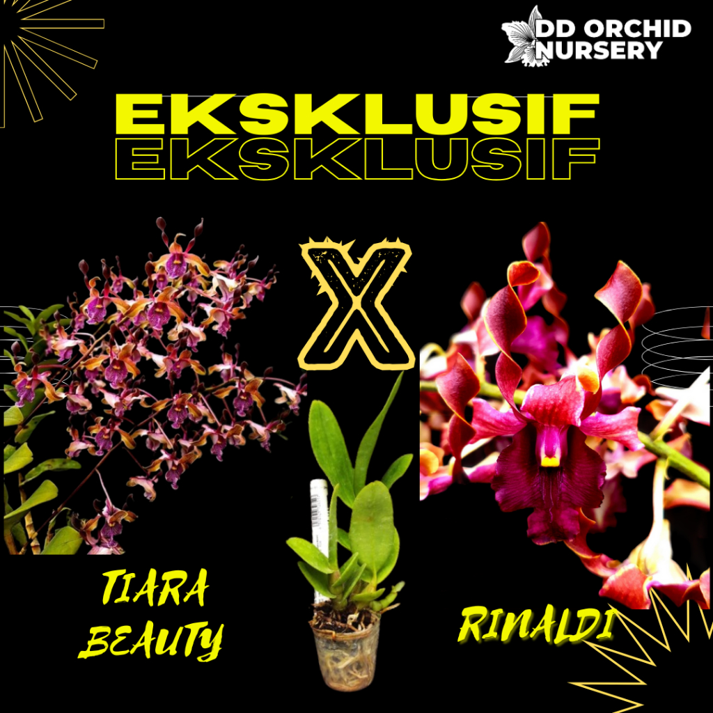 Jual DD Orchid Seedling Dendrobium Tiara Beauty X Den. Rinaldi | Shopee ...
