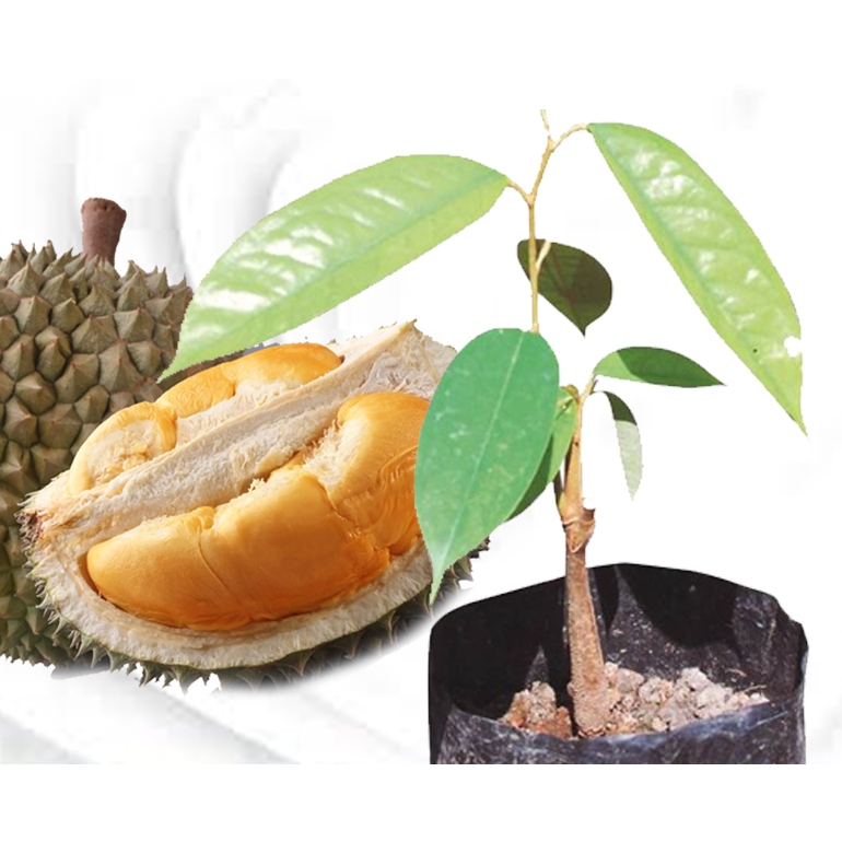 Jual Bibit Durian Okulasi Berkualitas Newborn Musangking Montong