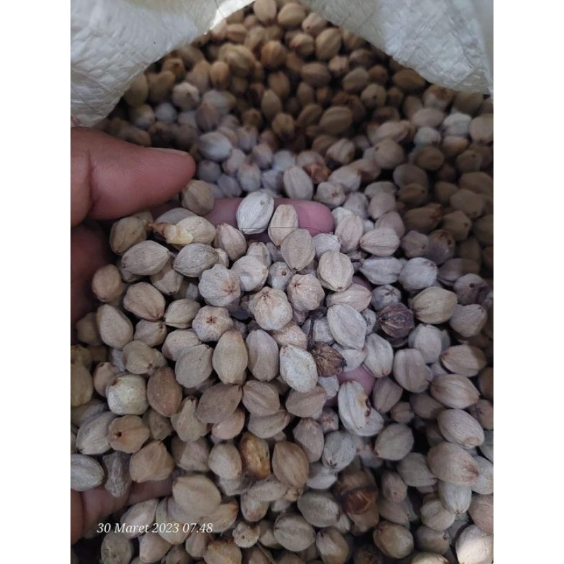 Jual biji pohon mindi / benih mindi super / benih mindi unggul | Shopee ...