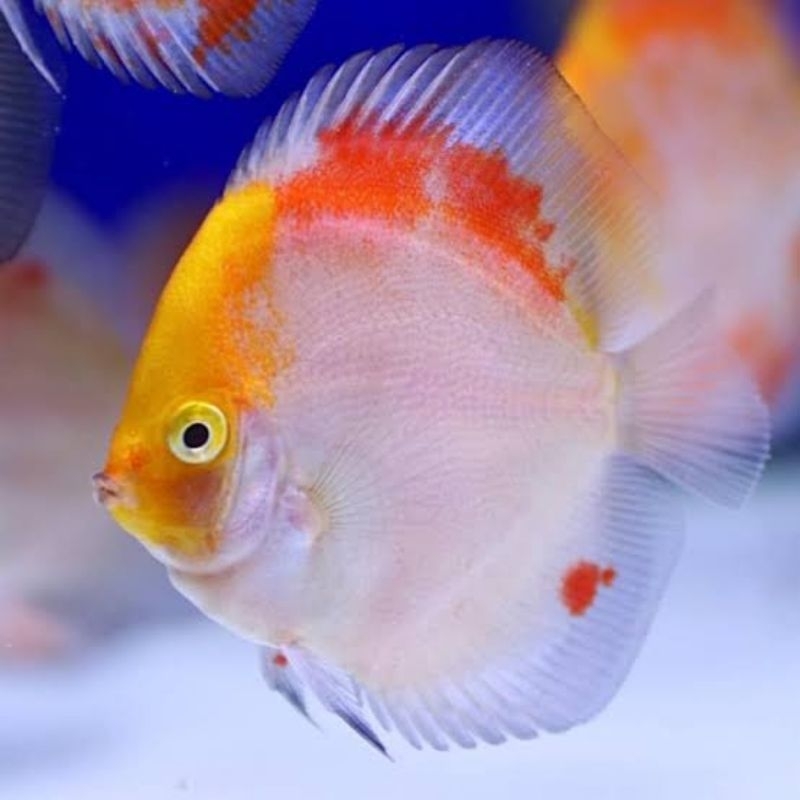 Jual Ikan Discus Calico 3cm | Shopee Indonesia