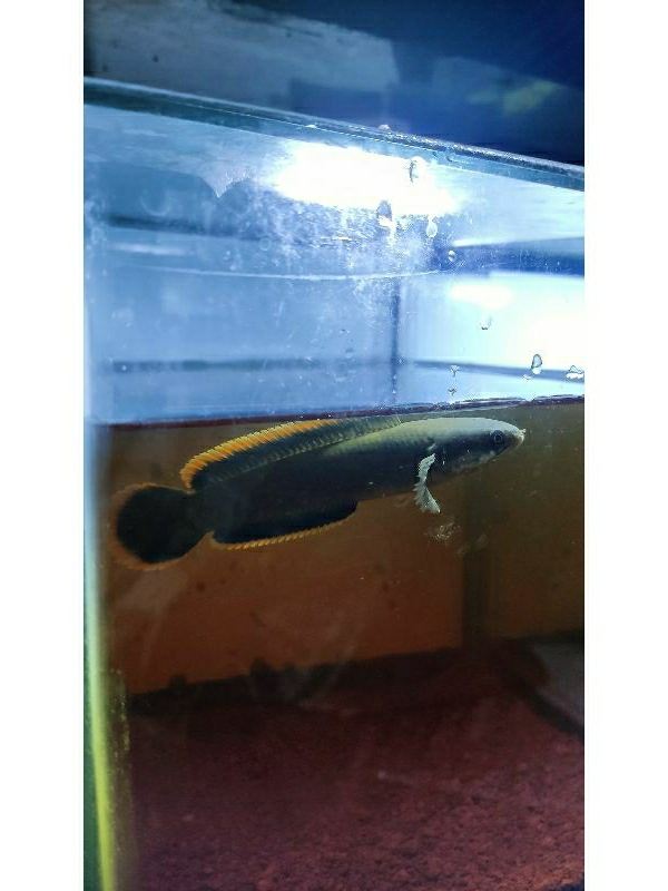 Jual Channa Limbata wc | Shopee Indonesia