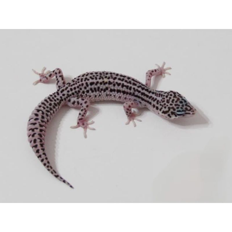 Jual gecko snow (jantan) | Shopee Indonesia