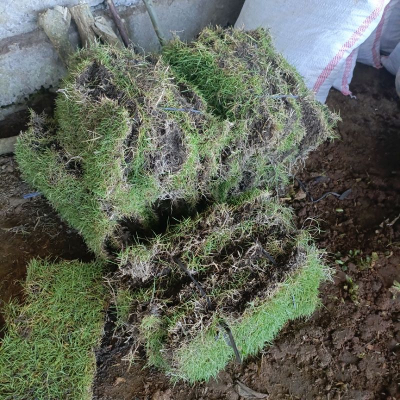Jual KEBUN.MUKLIS - Paket 10 Lembar Rumput Jepang Hidup Fresh Rumput ...