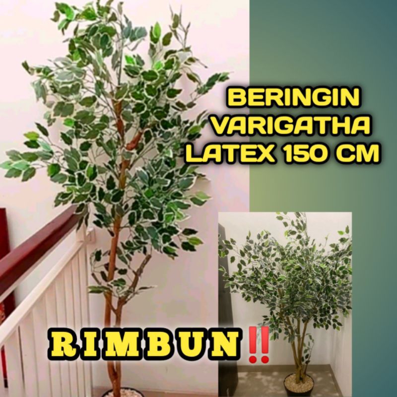 Jual Tanaman Hias Pohon Beringin Varigata Artificial Latex Bunga ...