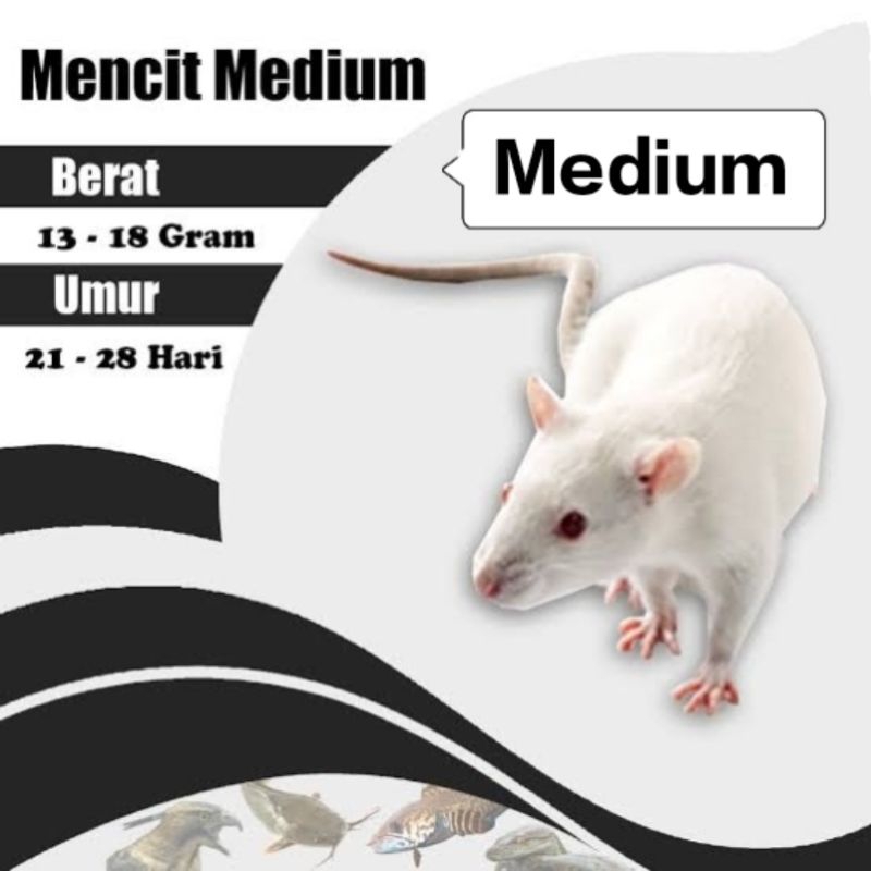 Jual Mencit Medium Tikus Putih | Shopee Indonesia