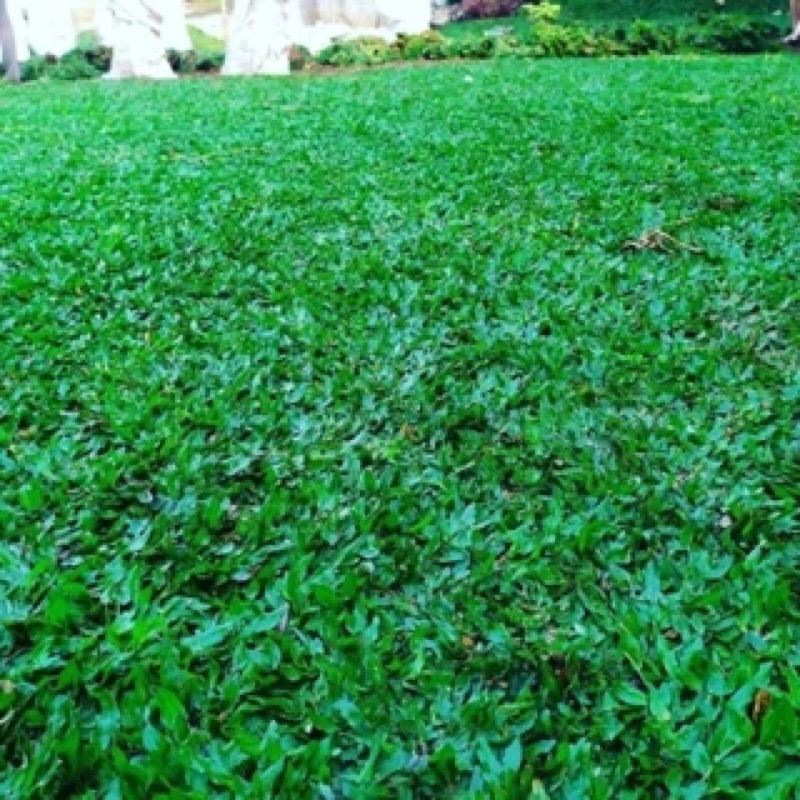 Jual Rumput Gajah Mini Hijau 8 Meter Persegi Tanaman Hias Outdoor