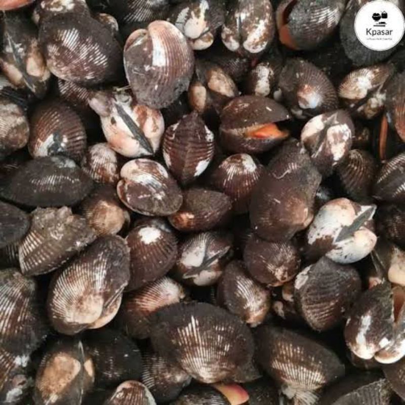 Jual KERANG BULU HIDUP 1 KG | Shopee Indonesia