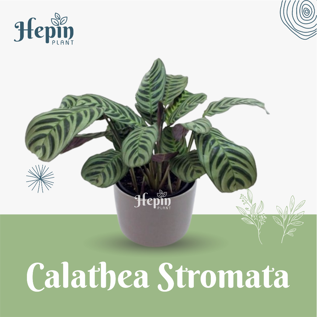 Jual Tanaman Hias Calathea Stromata | Kalatea Sepat | Shopee Indonesia