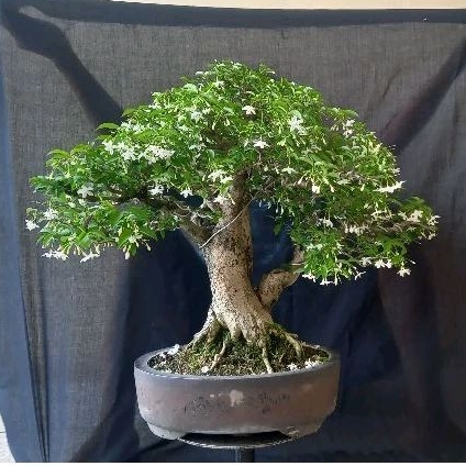 bonsai anting putri kontes regionalTwin Trunk
