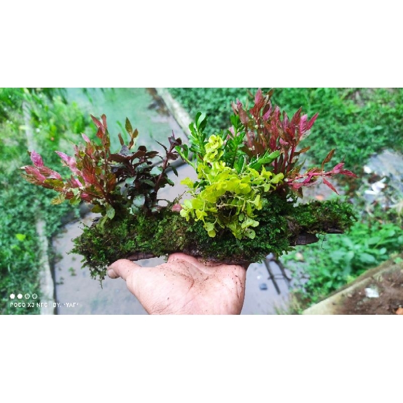 Jual stamplant mix kayu rentek + mos aquascape aquarium | Shopee Indonesia