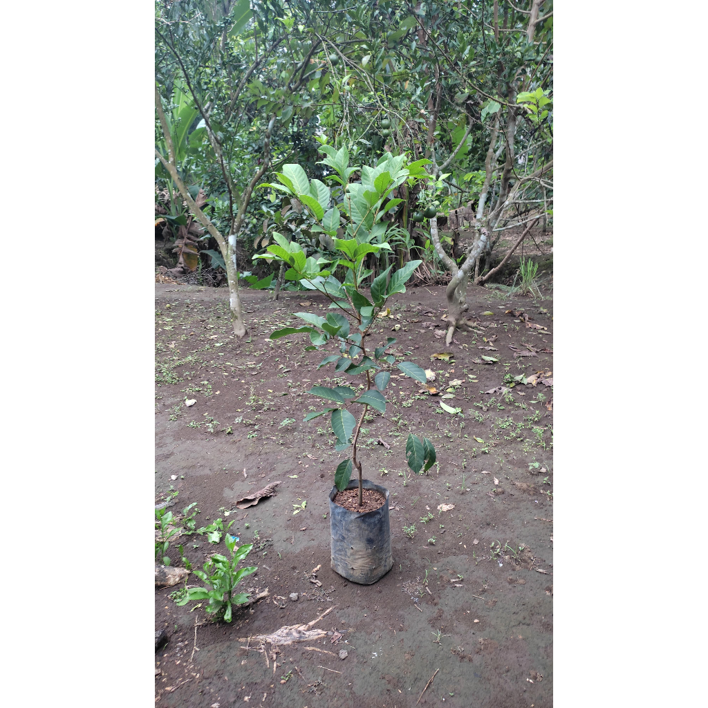 Jual Bibit Rambutan Jenis Binjai dan Rapiah | Shopee Indonesia
