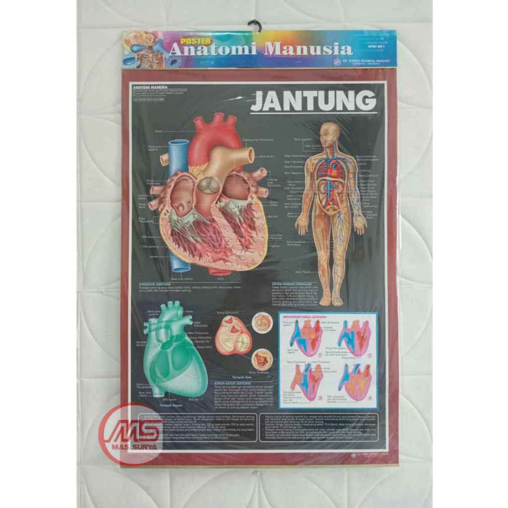 Jual Poster Anatomi Manusia Edisi Jantung | Shopee Indonesia