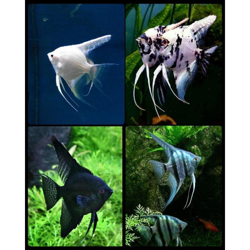 Jual IKAN HIAS MANFISH/ANGELFISH/ PLATINUM/BW/TRICOLOR/THREE COLOUR/3 ...