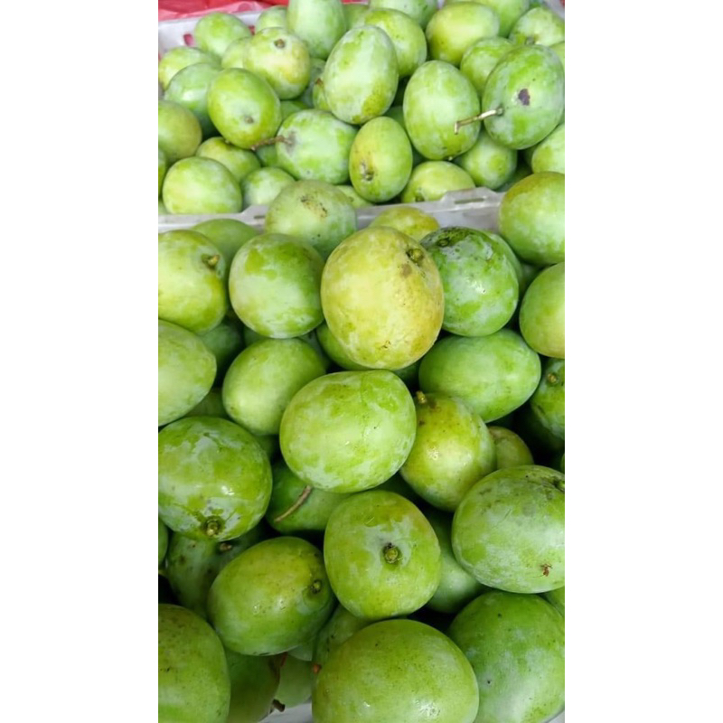 Jual Mangga muda/pencit/ mangga rujak 1 kg free sambal rujak | Shopee ...