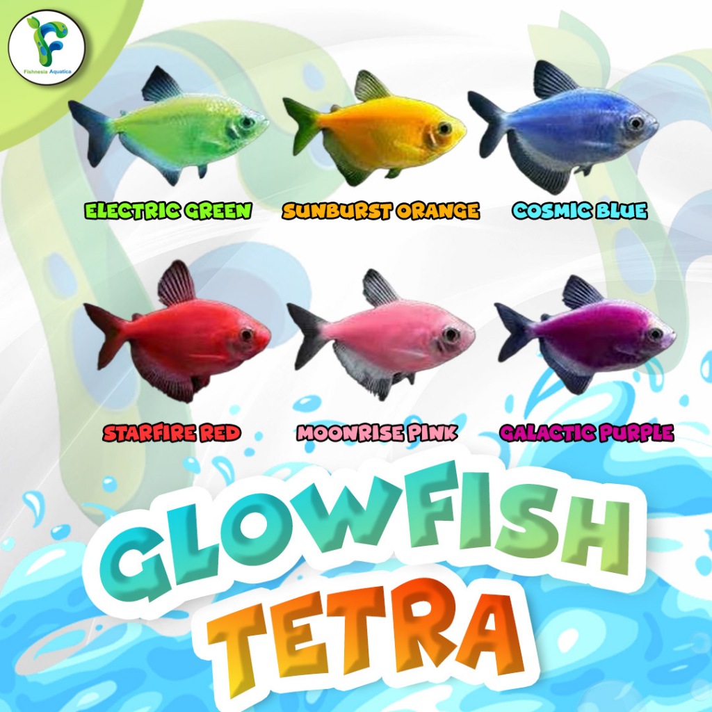 Jual Ikan Glow Fish Tetra Size L 34 Cm Glowfish Tetra Warna Warni
