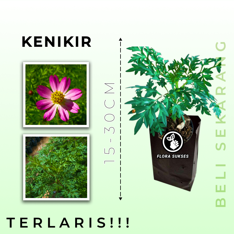 Jual Bibit Tanaman Daun Kenikir Cosmos Plant Sayur Lalapan Randa