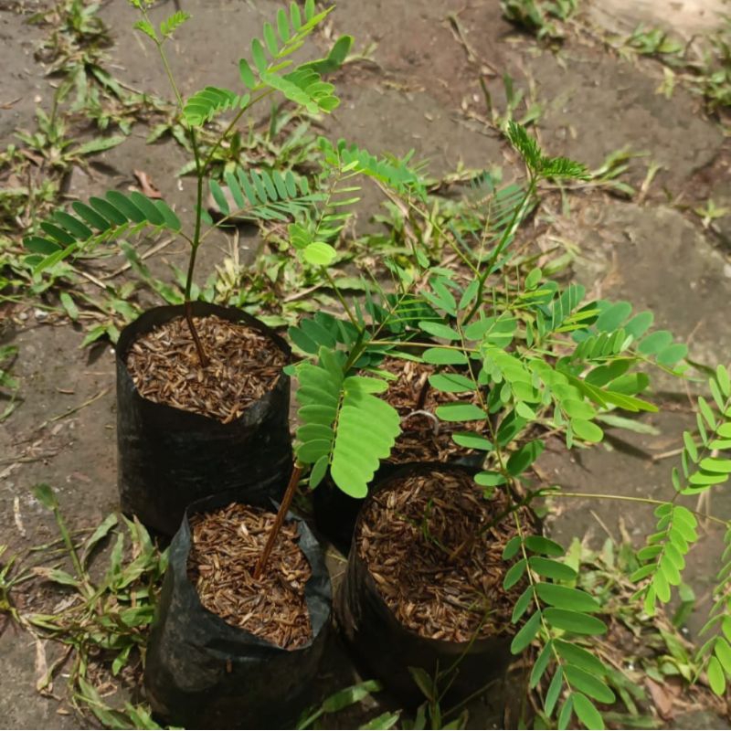 Jual Tanaman Hias Schizolobium Parahyba - Pohon Solobium - Pakis Brazil ...