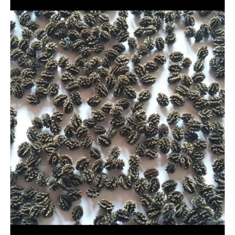 Jual Biji Buah Pepaya kering Biji Kates/100 grm | Shopee Indonesia