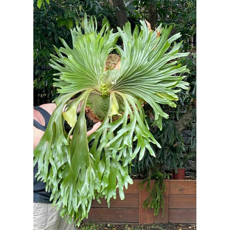 Jual Platycerium Charles Alford Simbar Menjangan Staghorn Fern Tanduk ...