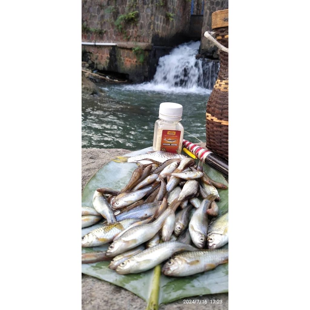 Jual Umpan Masyai Special Uceng 50 gram amis untuk mancing uceng dan ...