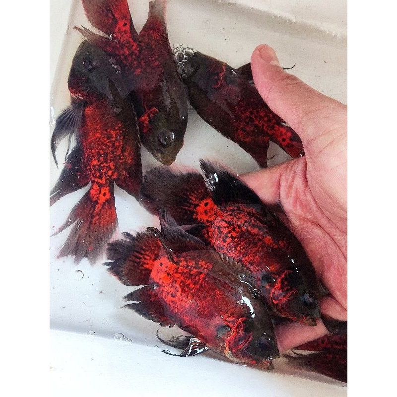 Jual OSCAR RED COOPER SLAYER SIZE 10CM | Shopee Indonesia