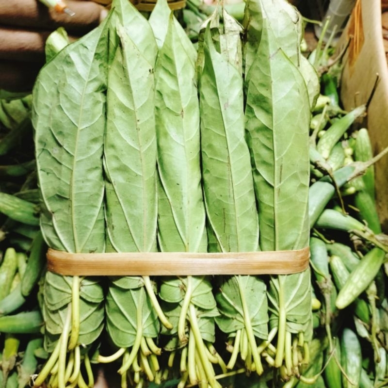 Jual Daun Sirih Medan Sirih Tiga Binangan Sirih Tanah Karo 3 Kepit ...