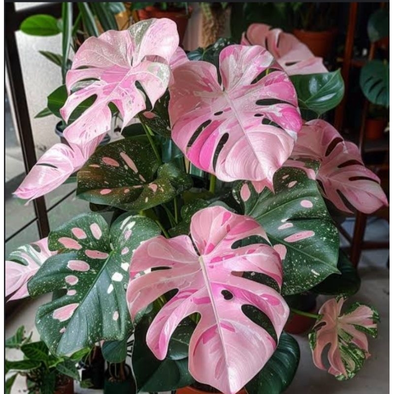 Jual monstera white a blush rose - tanaman hias unik - monstera cantik ...