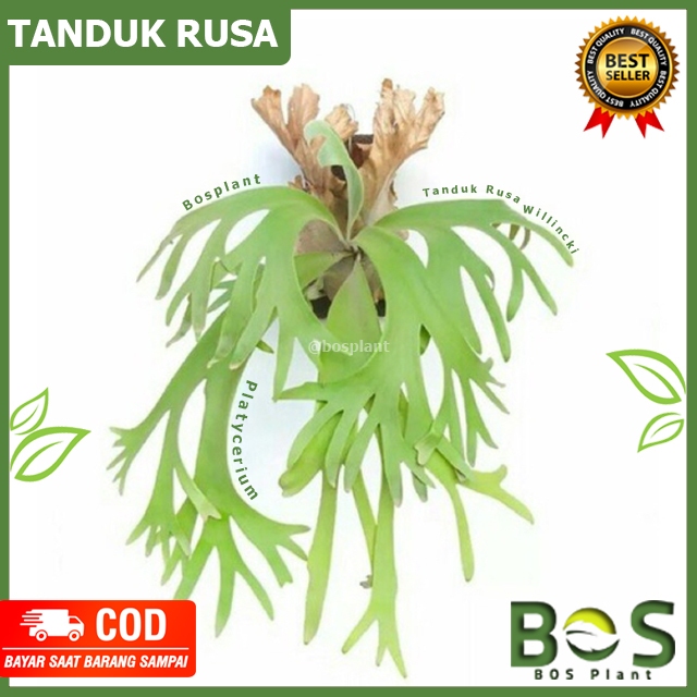 Jual Bosplant - Tanaman Hias Platycerium Tanduk Rusa Willinckii Simbar ...
