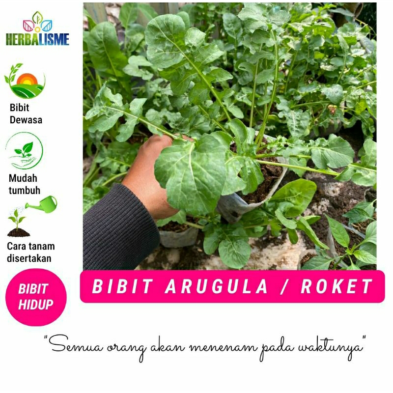 Jual Arugula Terlengkap & Harga Terbaru Juli 2026 | Shopee Indonesia