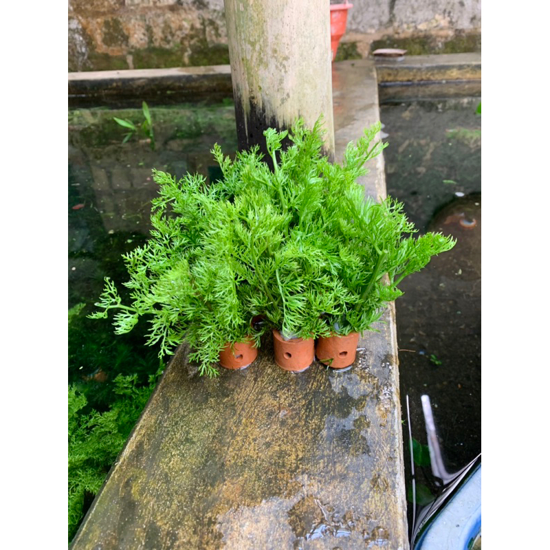 Jual water spirit/pakis air tanaman aquascape pot | Shopee Indonesia