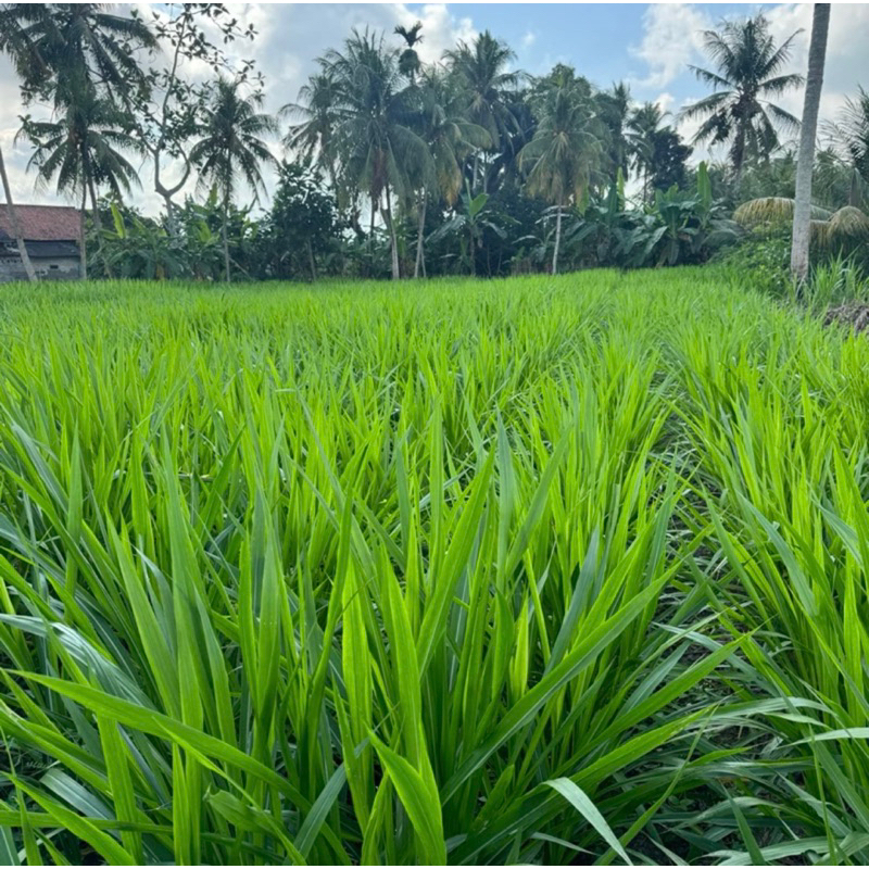 Jual Bibit rumput odot super/rumput pakan ternak per batang | Shopee ...