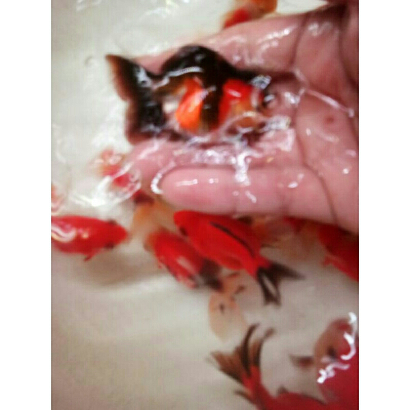 Jual ikan mas koki oranda panda tri co blackgold red white | Shopee ...