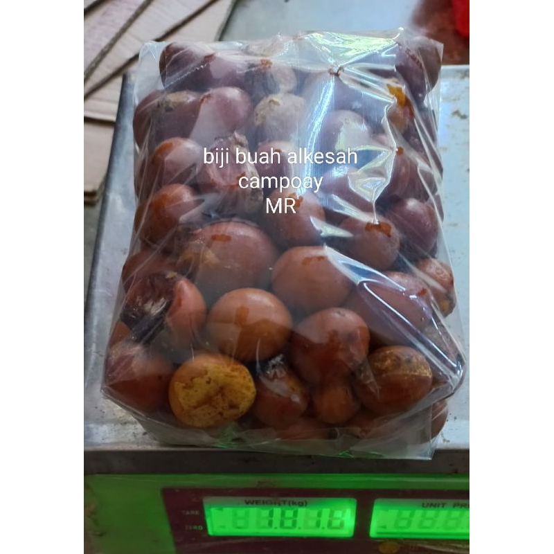 Jual Biji buah campolay campoleh biji alkesah khusus biji bisa buat ...