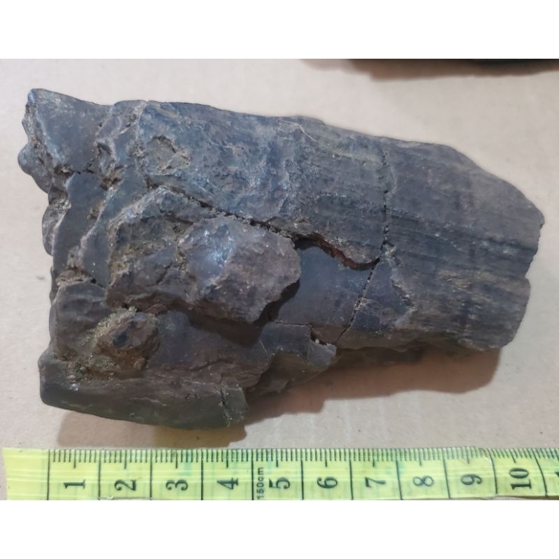 Jual fossille cuilan 99 temuan sungai untuk kerajinan/koleksi/dll ...