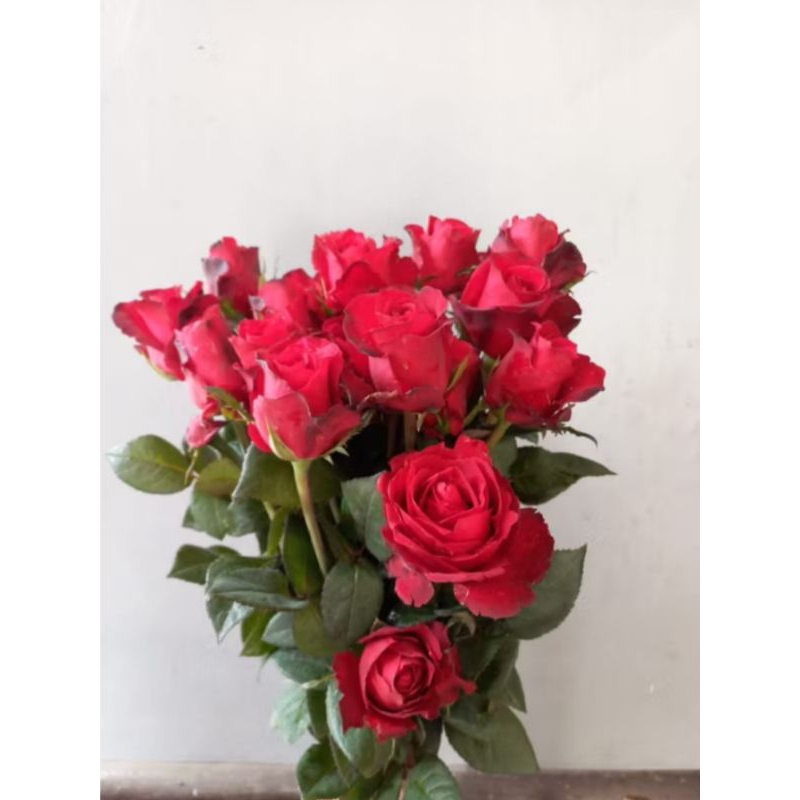 Jual Bunga Mawar Potong Merah Sexy Red Grade B | Shopee Indonesia