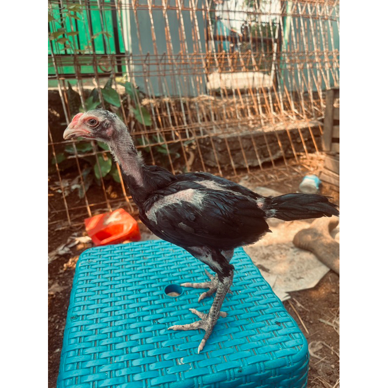 Jual ayam bangkok klasik , pakoy | Shopee Indonesia