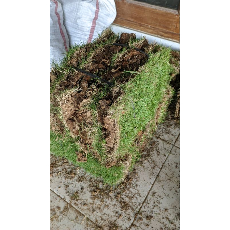 Jual Petani Milenial-Paket 20 Lembar Rumput Jepang Hidup | Shopee Indonesia