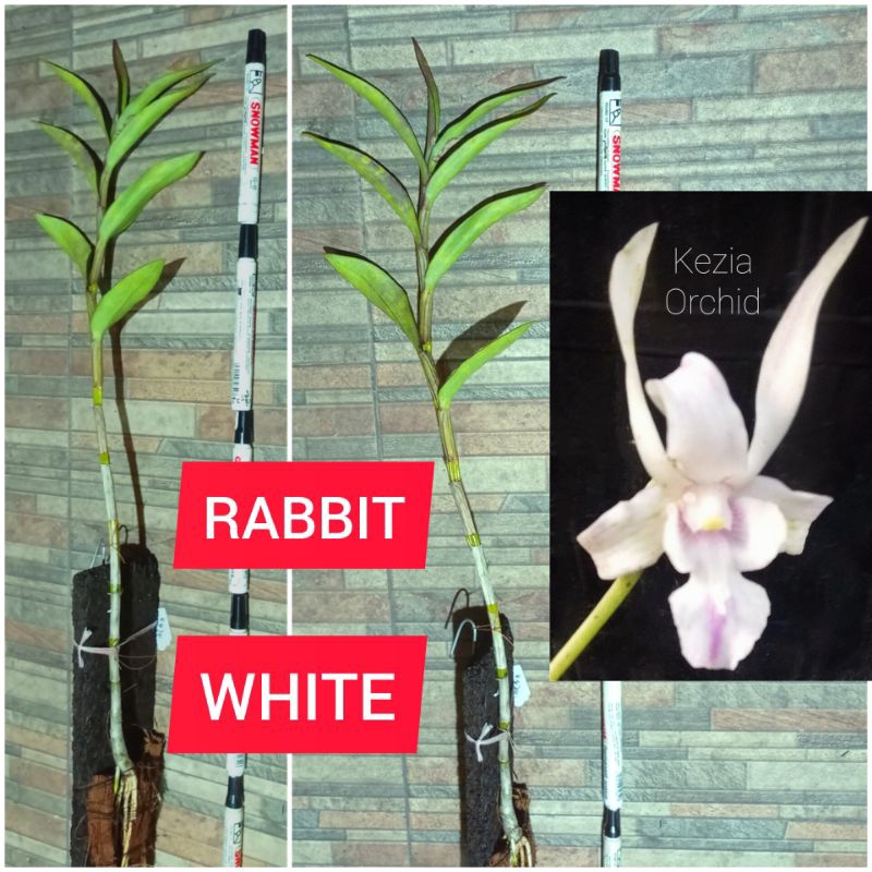 Jual Anggrek Koleksi Dendrobium RABBIT WHITE/ALBA sinonim Dendrobium ...