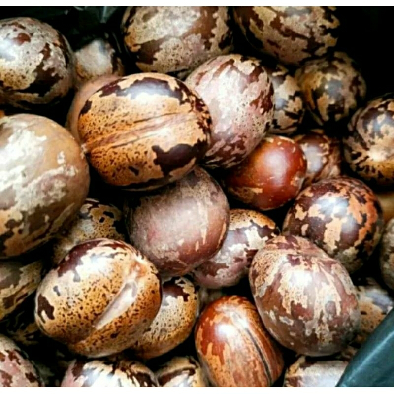Jual Biji Karet 1 kg Biji Karet Kiloan / Biji Karet Unggul / Biji Karet ...