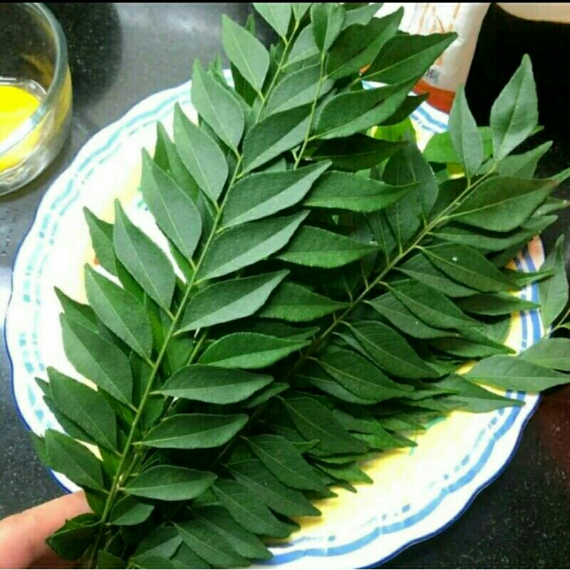 Jual Daun Kari Fresh 1 Kg Shopee Indonesia 0301