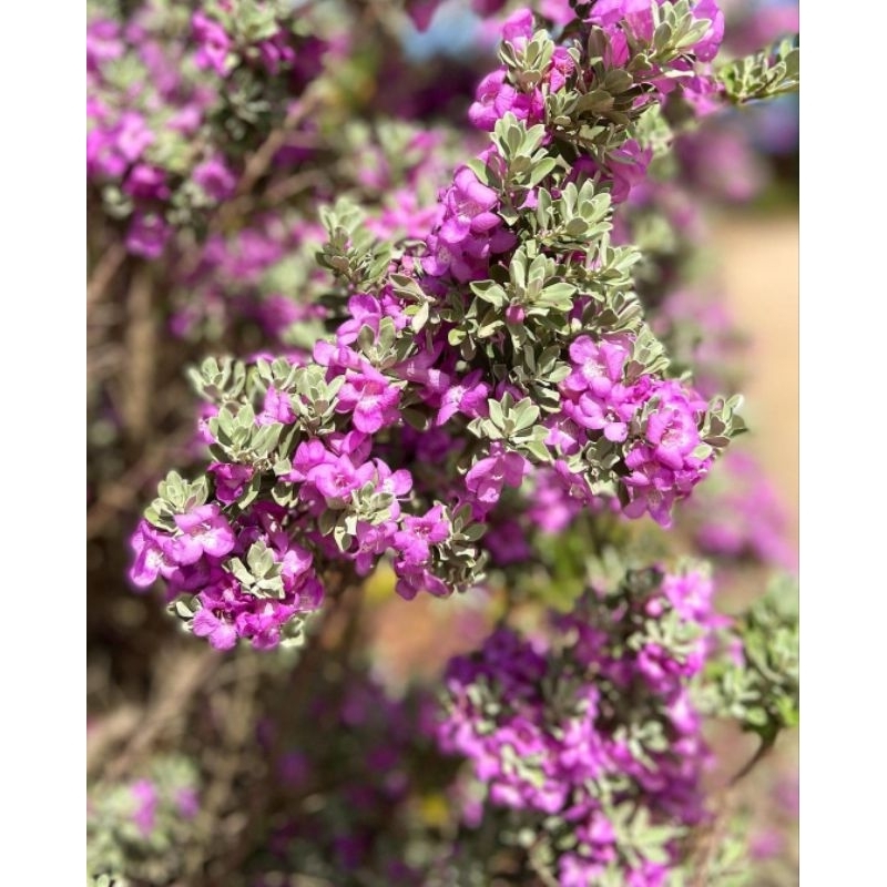 Jual Bibit tanaman hijau perak bunga ungu Texas sage Leucophyllum ...